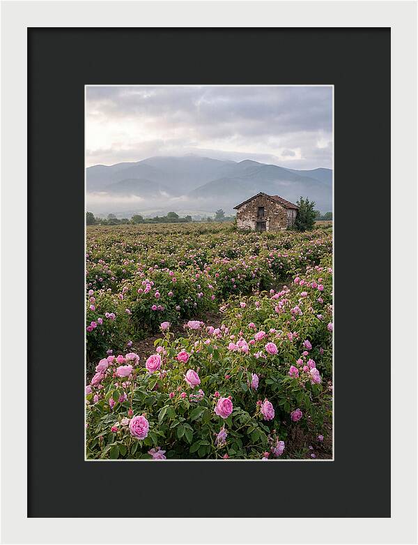 Farm Roses In Bulgaria