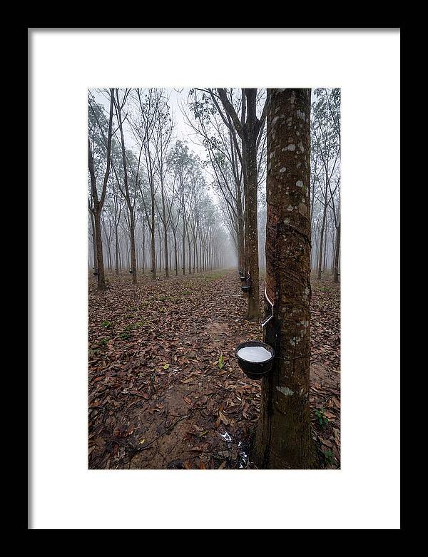 Farm Rubber Plantation In Fog