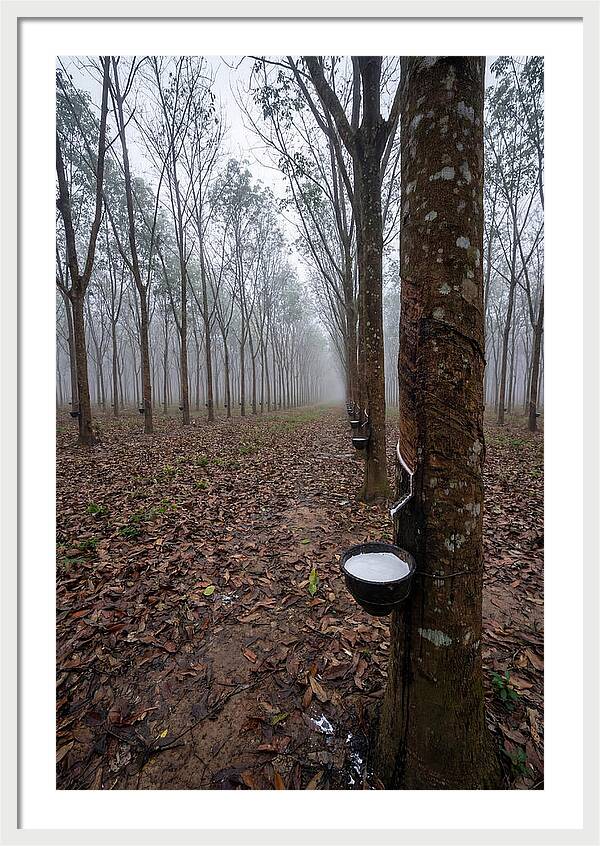 Farm Rubber Plantation In Fog