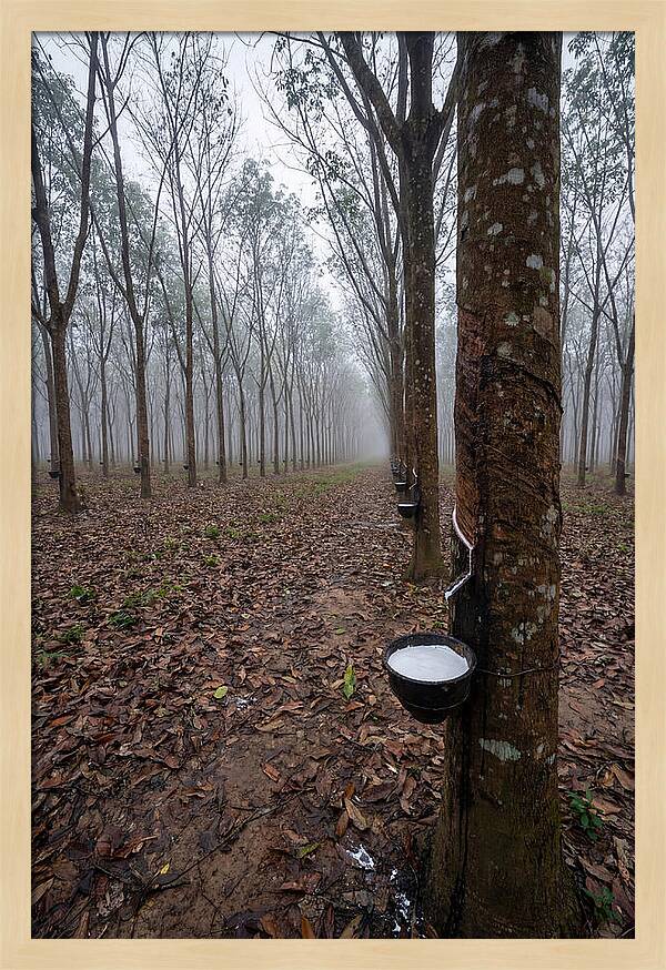 Farm Rubber Plantation In Fog