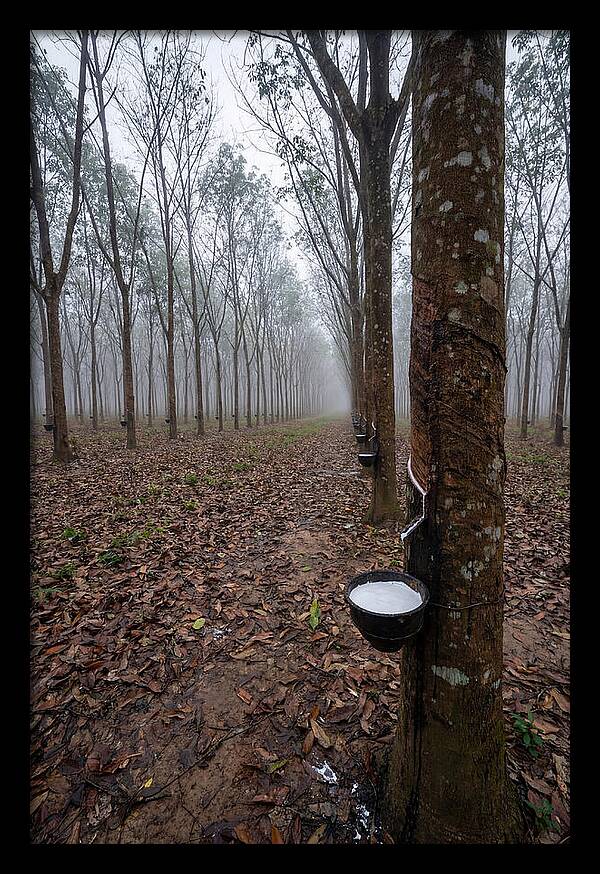 Farm Rubber Plantation In Fog