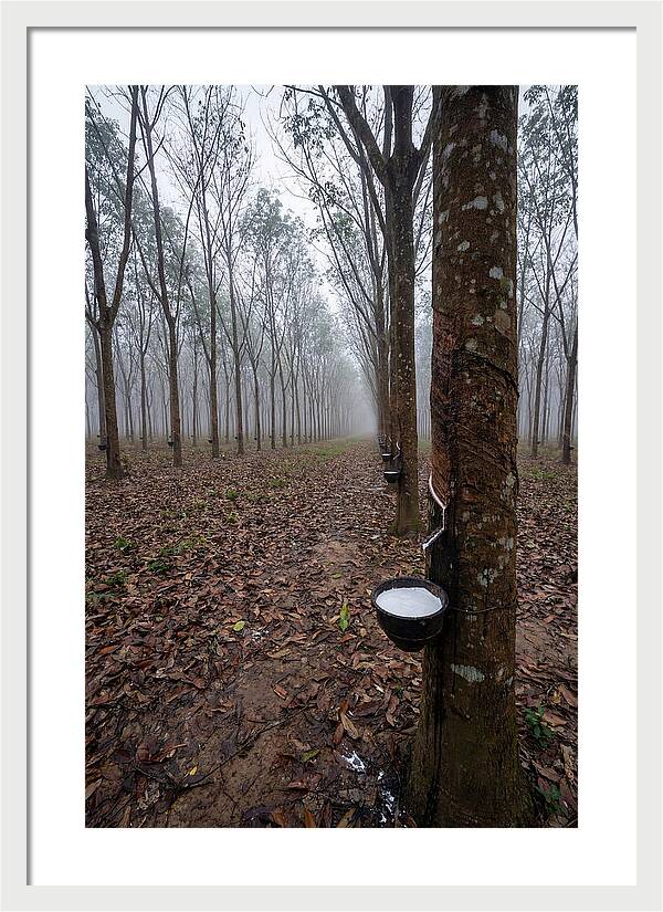 Farm Rubber Plantation In Fog