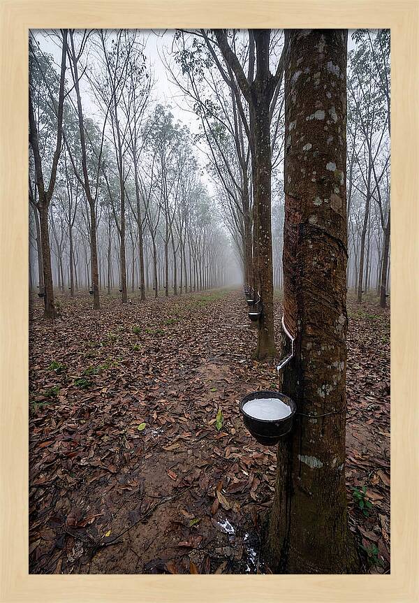 Farm Rubber Plantation In Fog