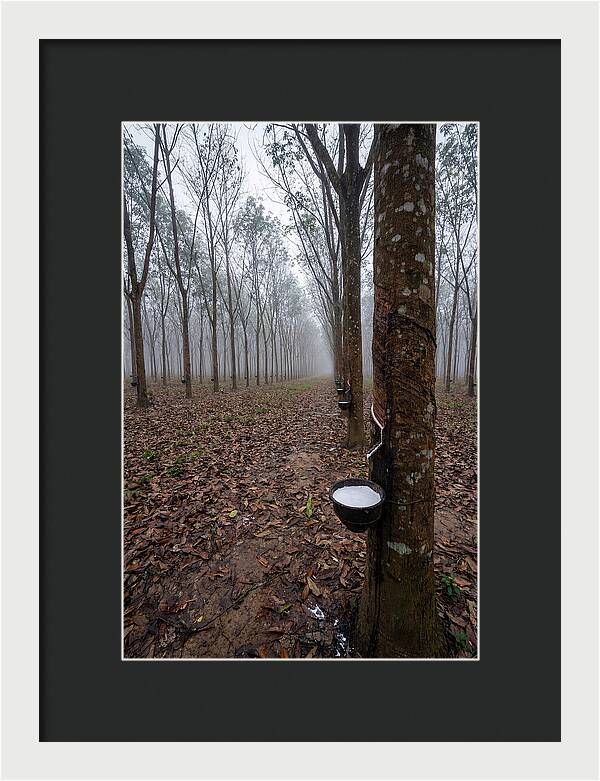 Farm Rubber Plantation In Fog