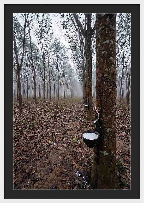 Farm Rubber Plantation In Fog