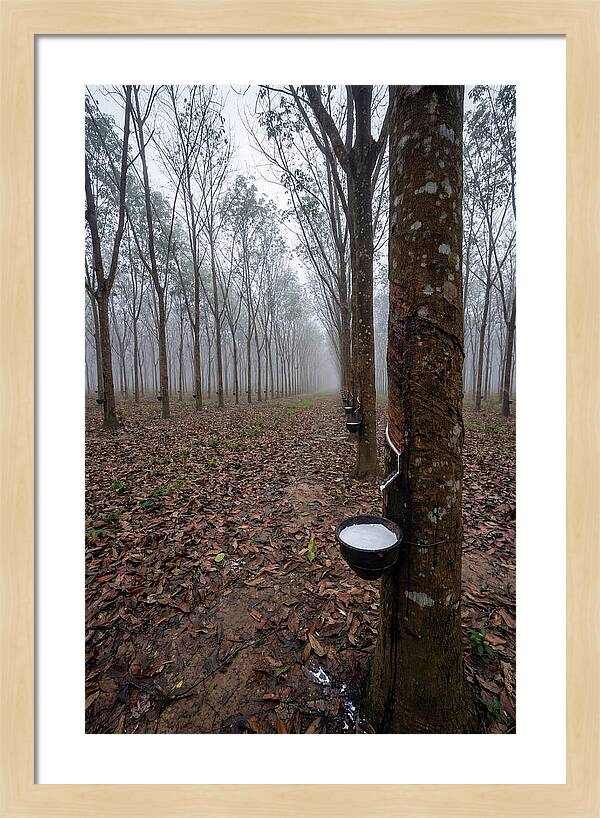 Farm Rubber Plantation In Fog