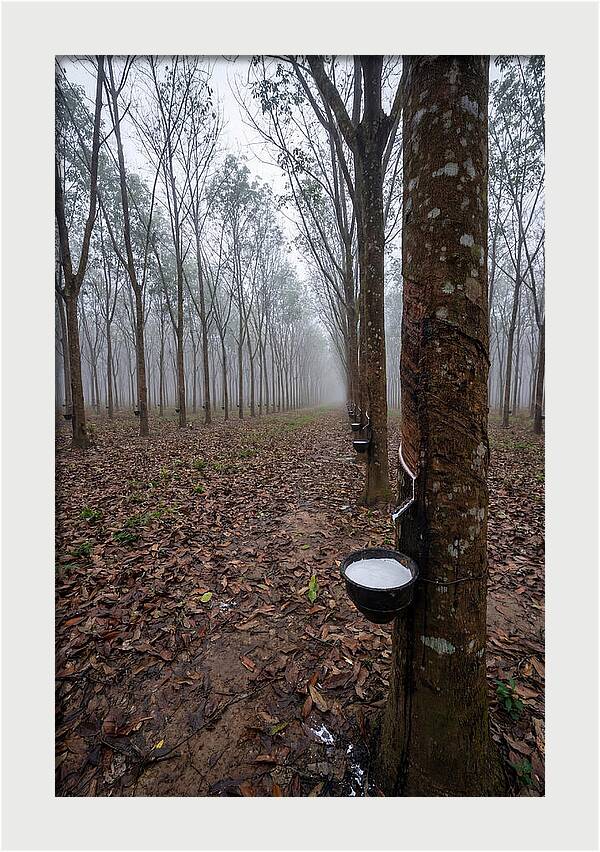 Farm Rubber Plantation In Fog