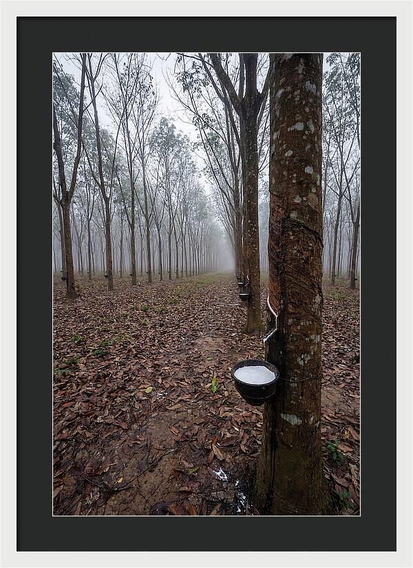 Farm Rubber Plantation In Fog