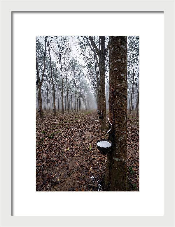 Farm Rubber Plantation In Fog