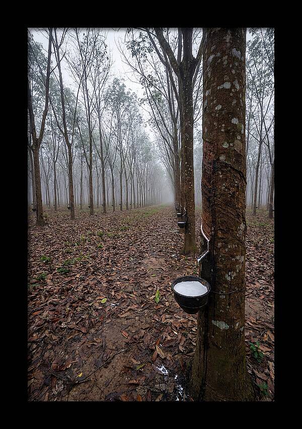 Farm Rubber Plantation In Fog