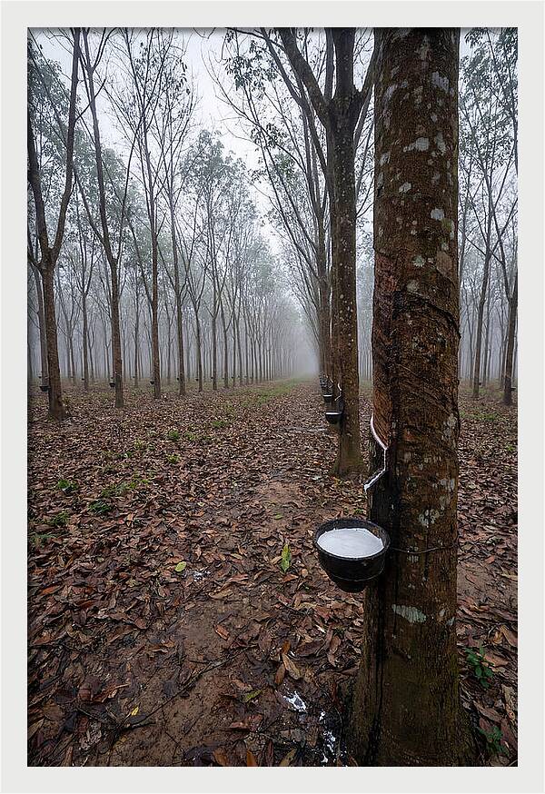 Farm Rubber Plantation In Fog