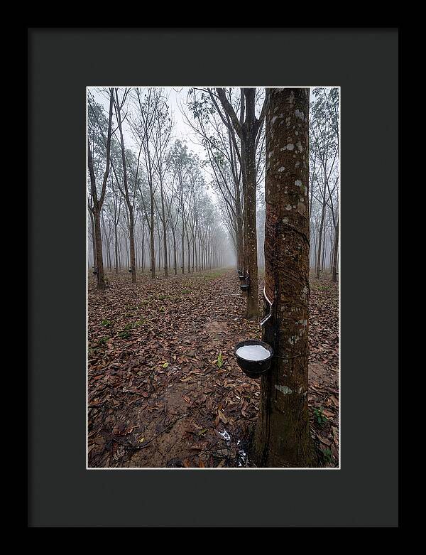 Farm Rubber Plantation In Fog