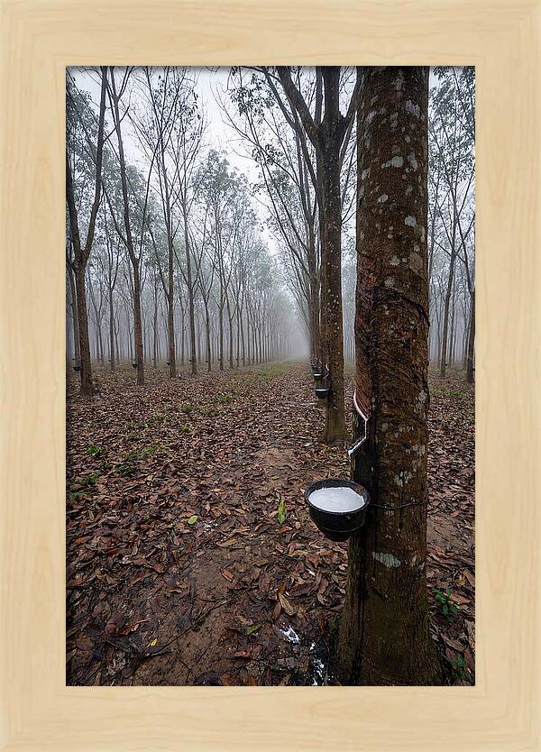 Farm Rubber Plantation In Fog