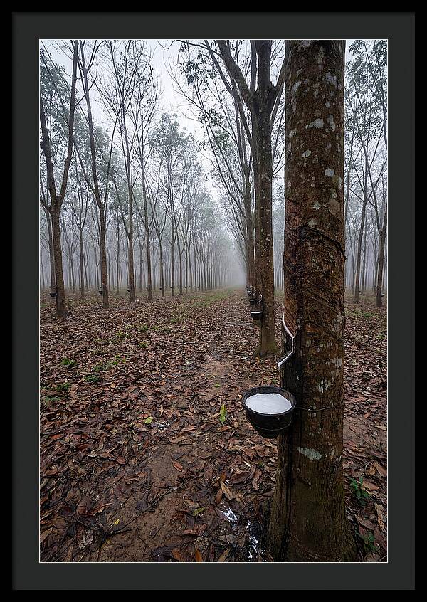 Farm Rubber Plantation In Fog