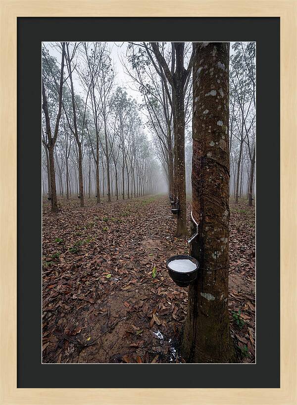 Farm Rubber Plantation In Fog