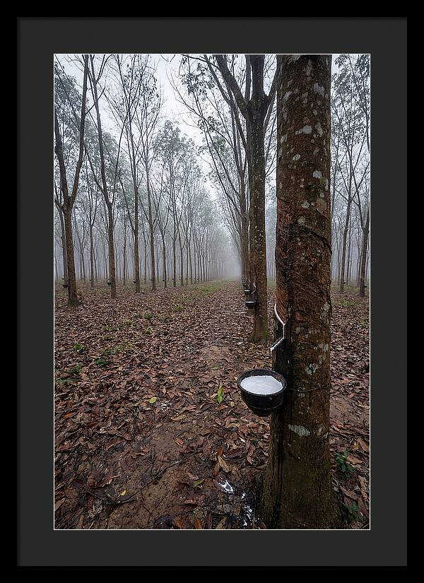Farm Rubber Plantation In Fog