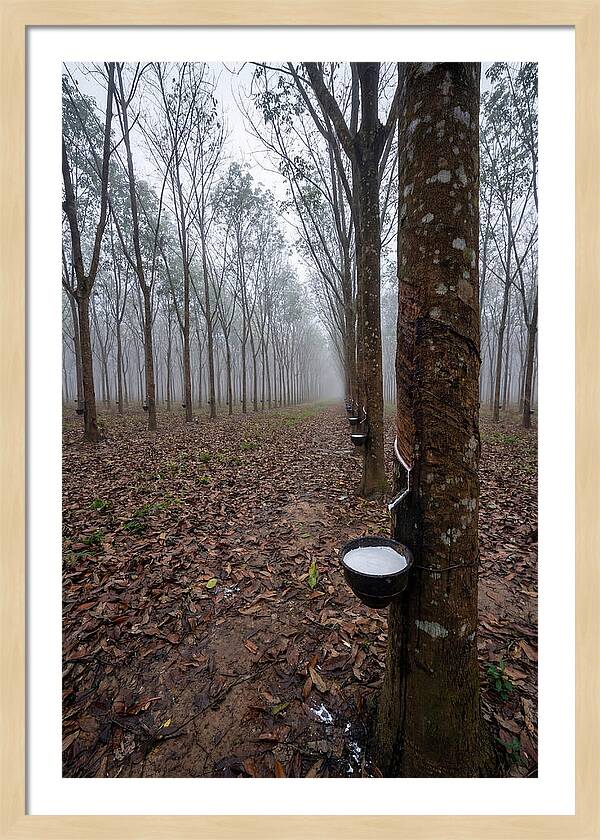 Farm Rubber Plantation In Fog