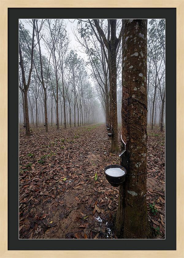 Farm Rubber Plantation In Fog
