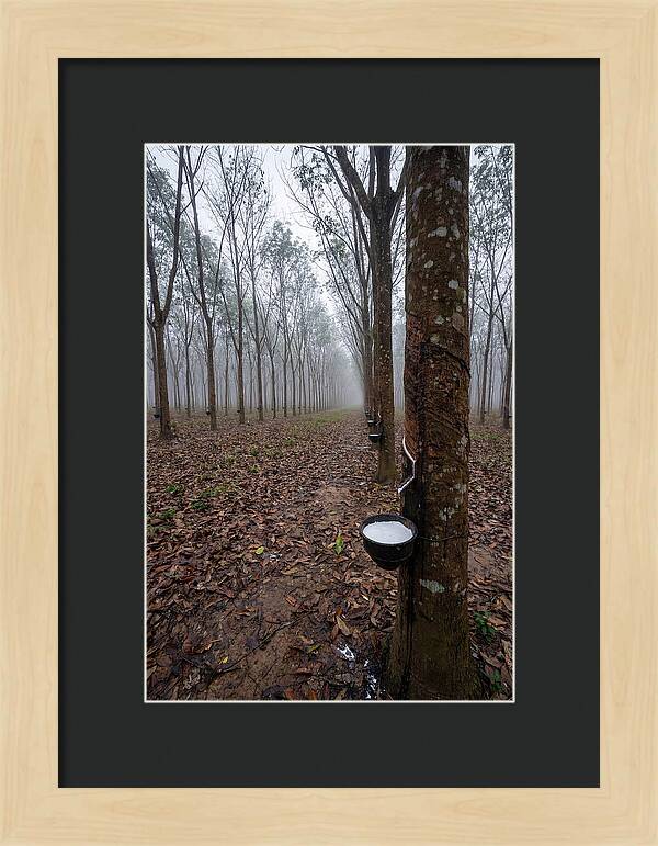 Farm Rubber Plantation In Fog