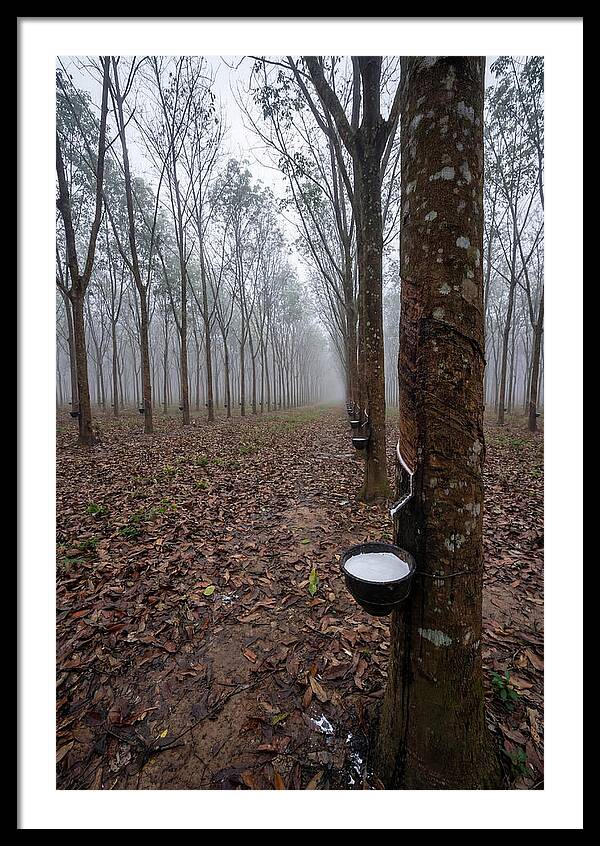 Farm Rubber Plantation In Fog
