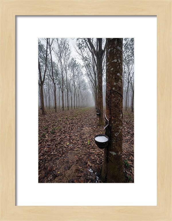 Farm Rubber Plantation In Fog