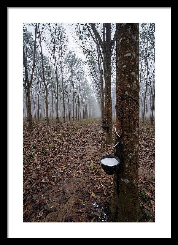 Farm Rubber Plantation In Fog