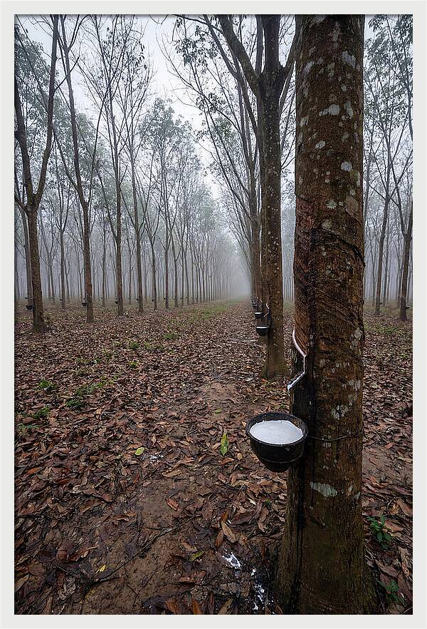 Farm Rubber Plantation In Fog