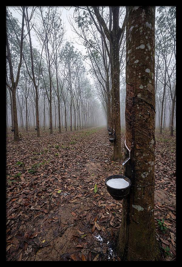 Farm Rubber Plantation In Fog