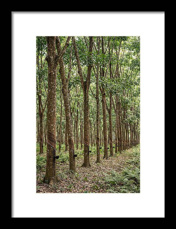 Farm Rubber Plantation Serenity