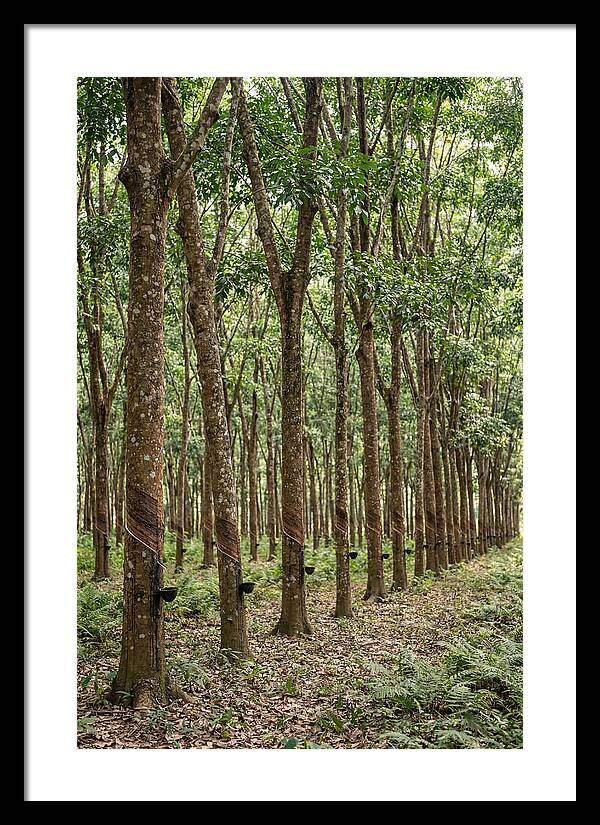 Farm Rubber Plantation Serenity