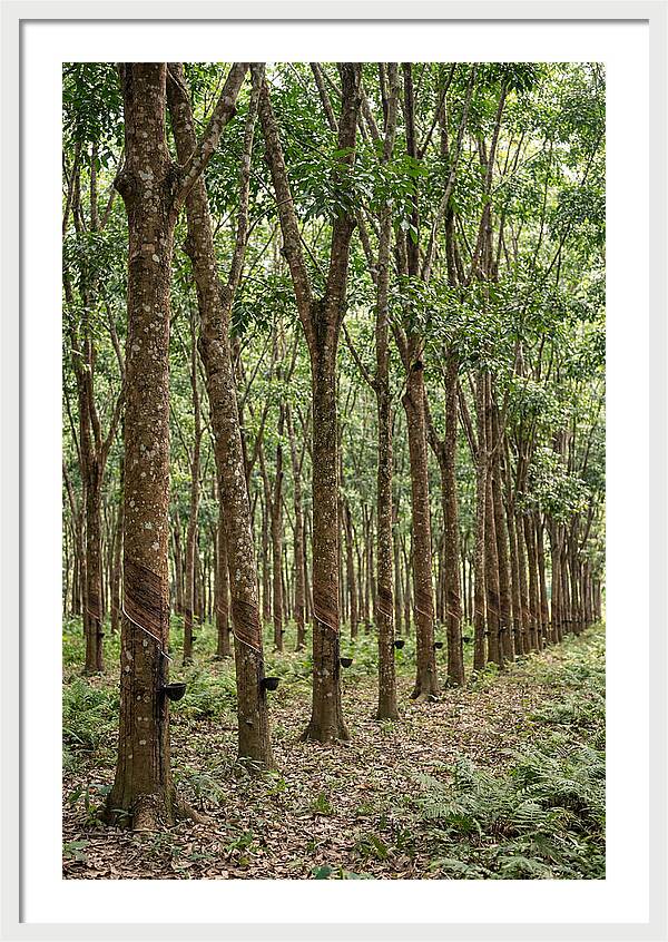 Farm Rubber Plantation Serenity