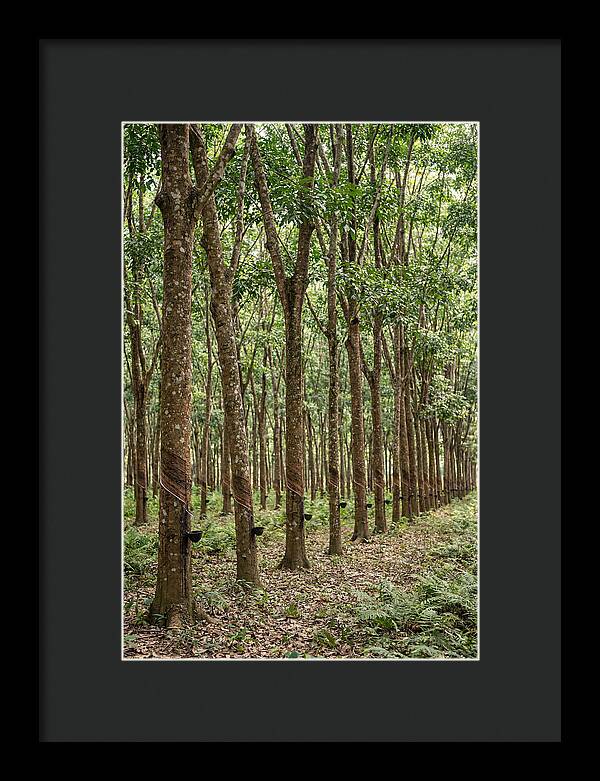 Farm Rubber Plantation Serenity