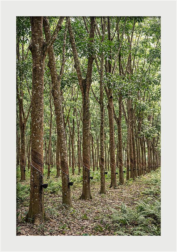 Farm Rubber Plantation Serenity