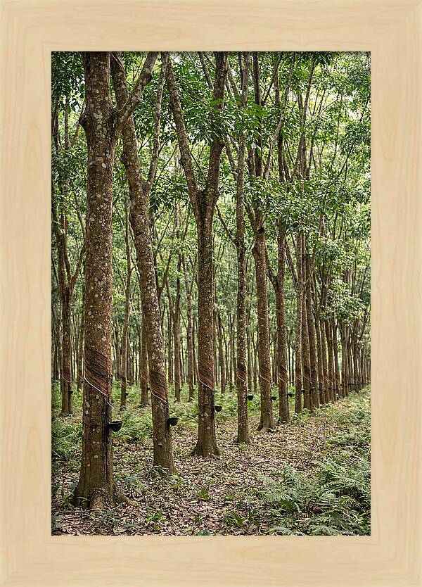 Farm Rubber Plantation Serenity