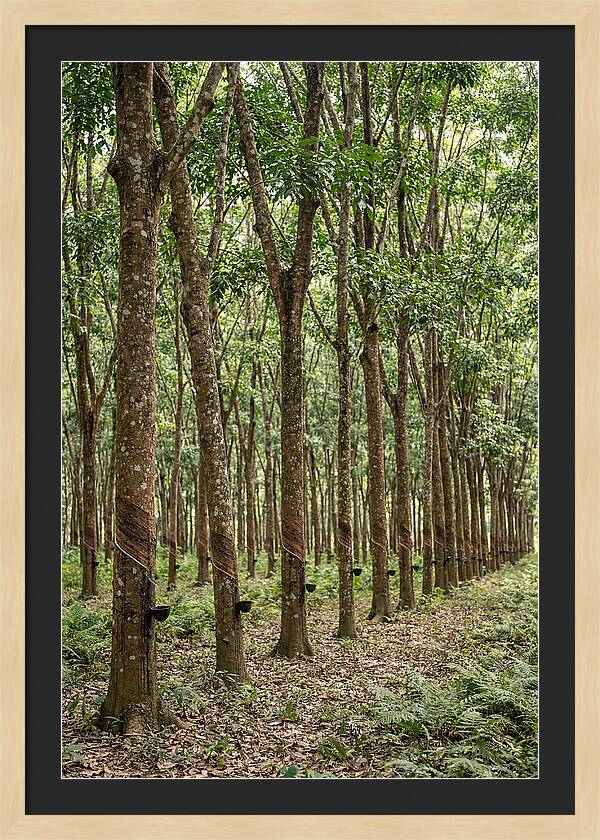 Farm Rubber Plantation Serenity