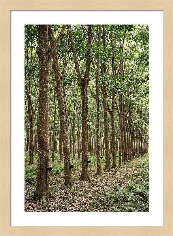 Farm Rubber Plantation Serenity