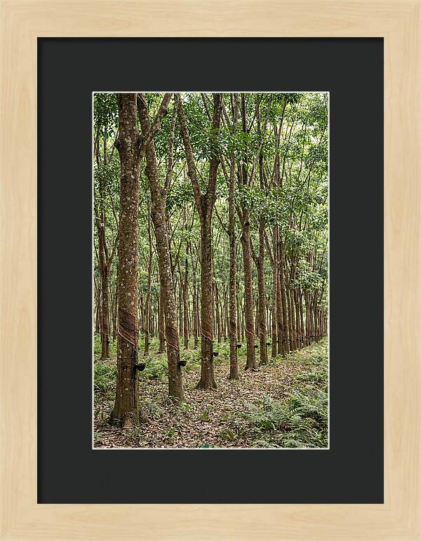Farm Rubber Plantation Serenity