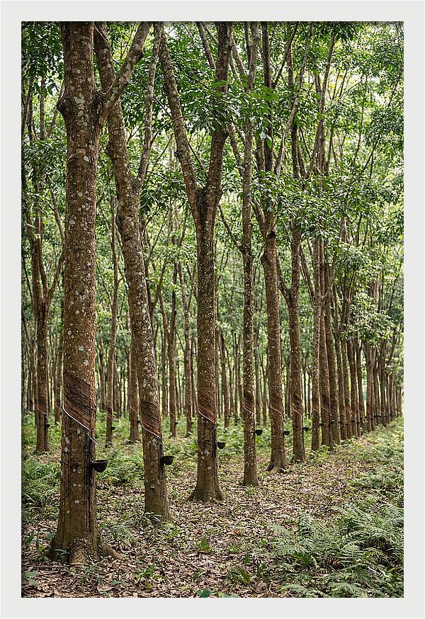 Farm Rubber Plantation Serenity