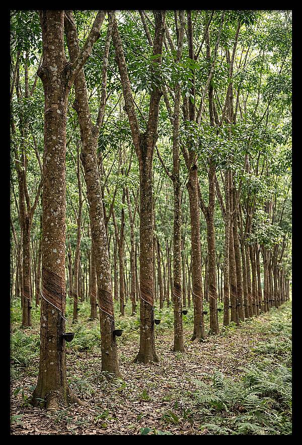 Farm Rubber Plantation Serenity