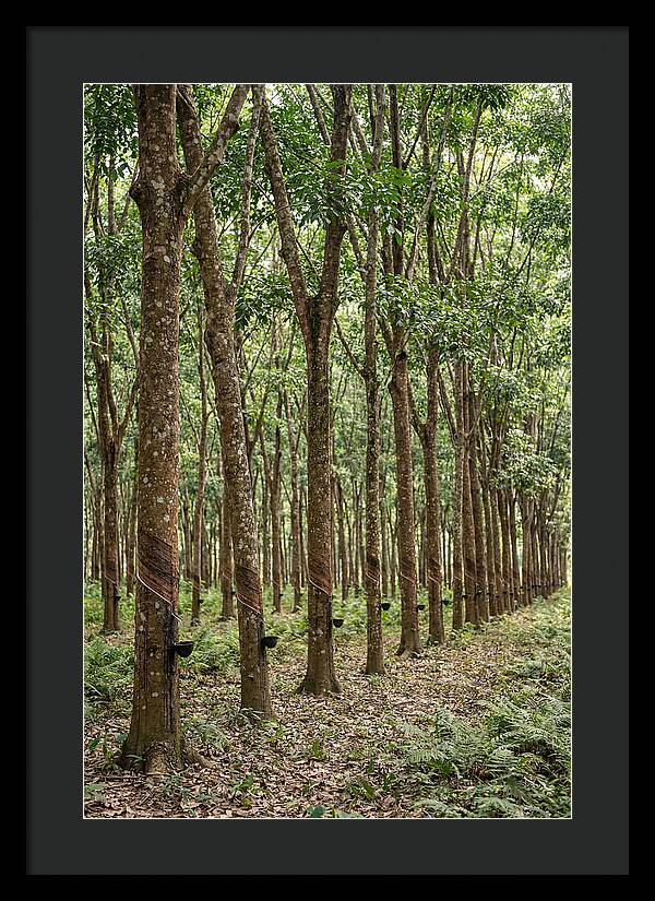 Farm Rubber Plantation Serenity