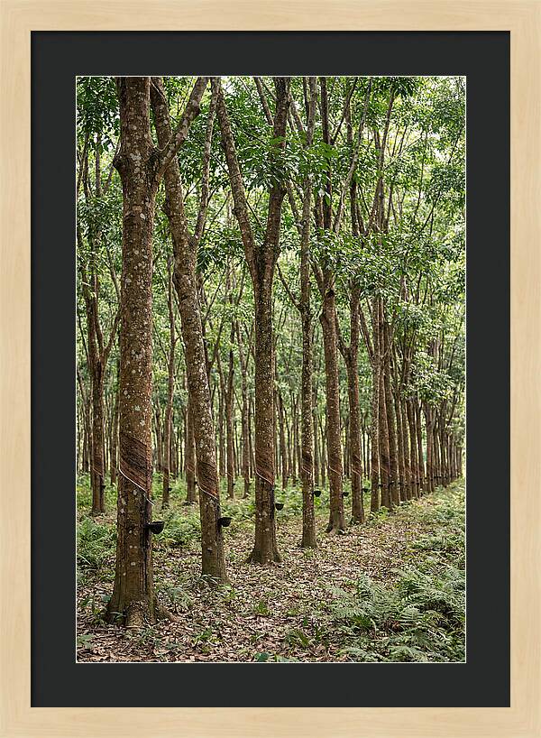 Farm Rubber Plantation Serenity