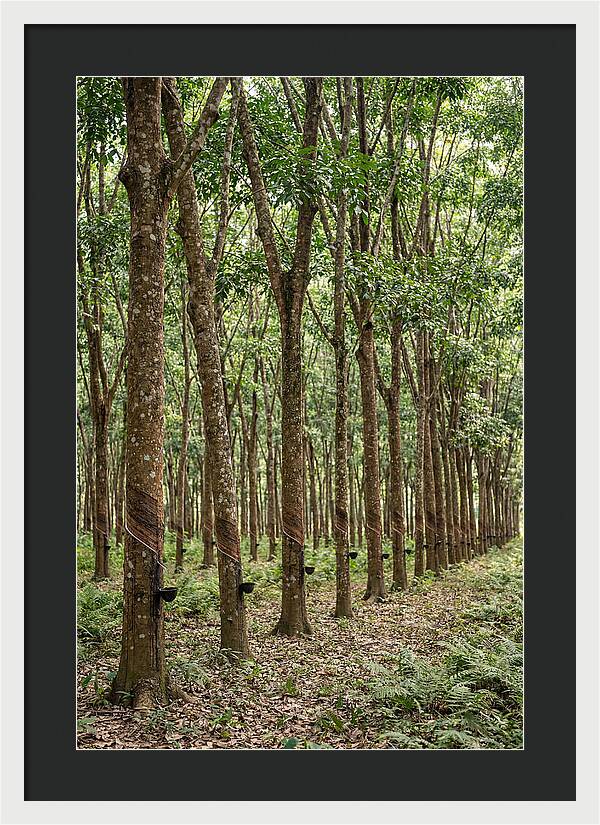 Farm Rubber Plantation Serenity