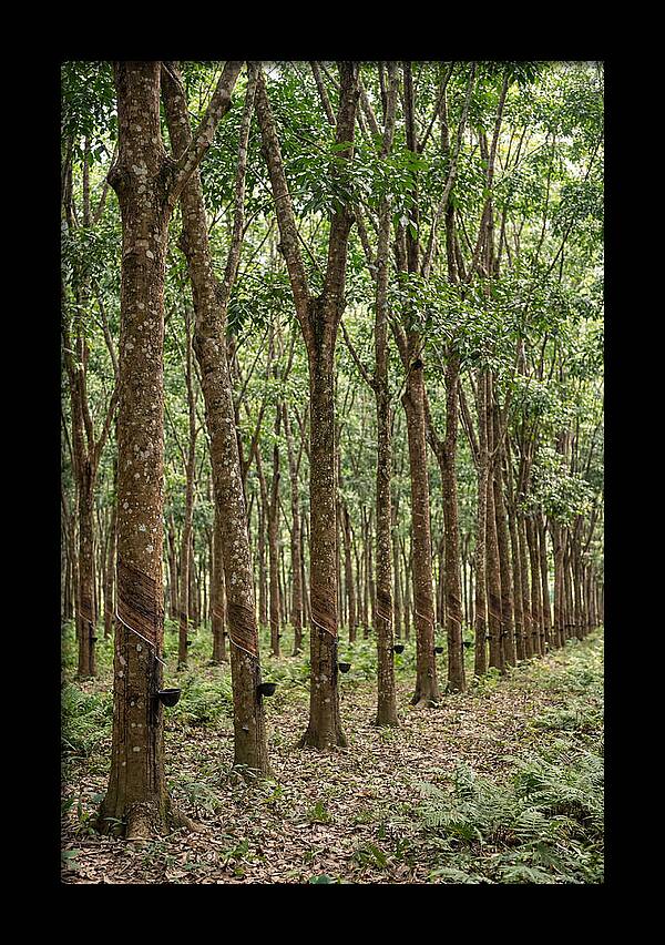 Farm Rubber Plantation Serenity