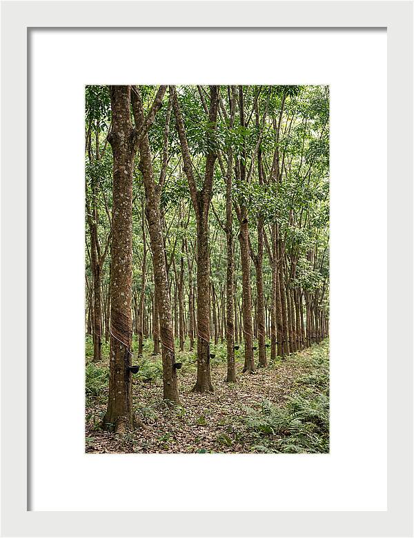 Farm Rubber Plantation Serenity
