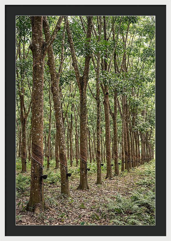 Farm Rubber Plantation Serenity