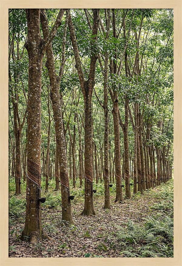 Farm Rubber Plantation Serenity