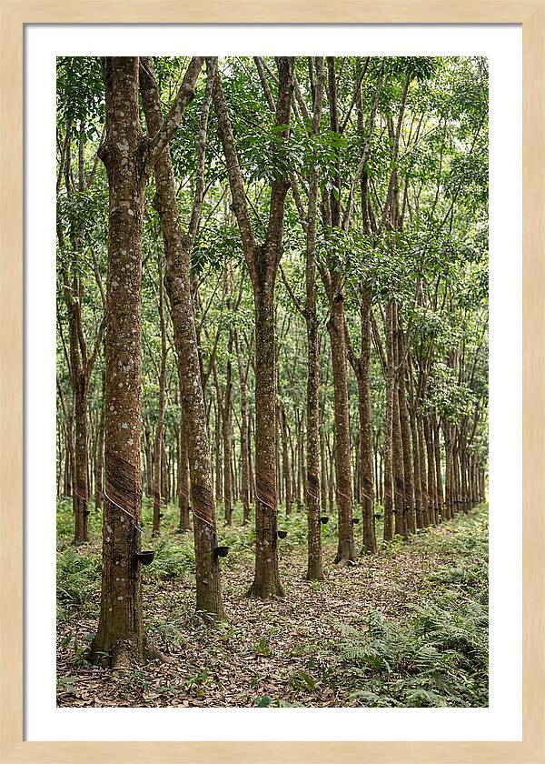 Farm Rubber Plantation Serenity