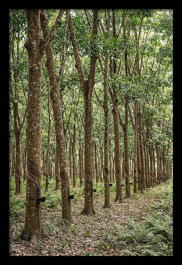 Farm Rubber Plantation Serenity