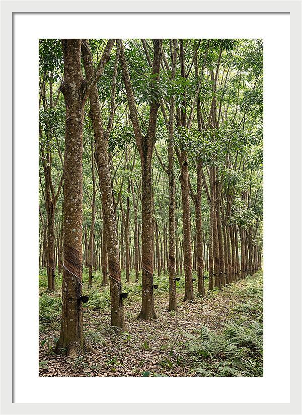 Farm Rubber Plantation Serenity