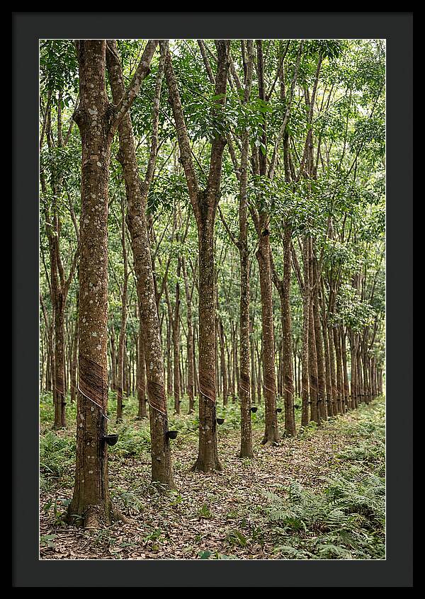 Farm Rubber Plantation Serenity